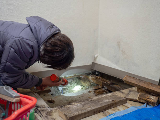 Best Crawl Space Mold Remediation  in Despard, WV