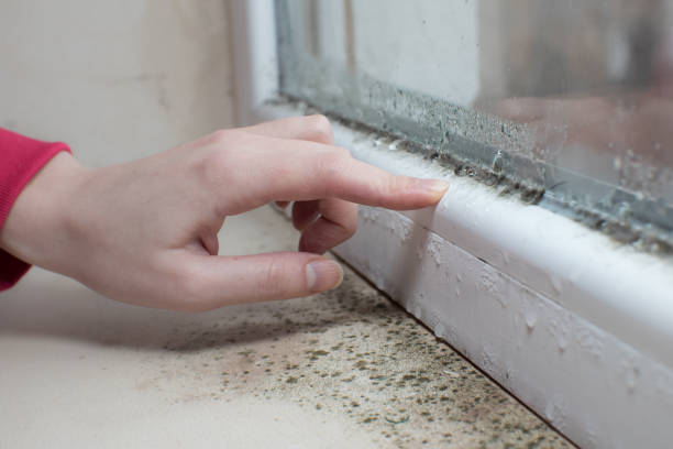 Best Air Quality Testing for Mold Spores  in Despard, WV