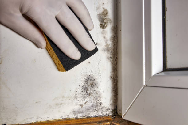 Best Airborne Mold Testing  in Despard, WV